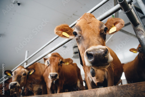 Portrait cows red jersey with automatic collar stand in stall eating hay. Dairy farm livestock industry