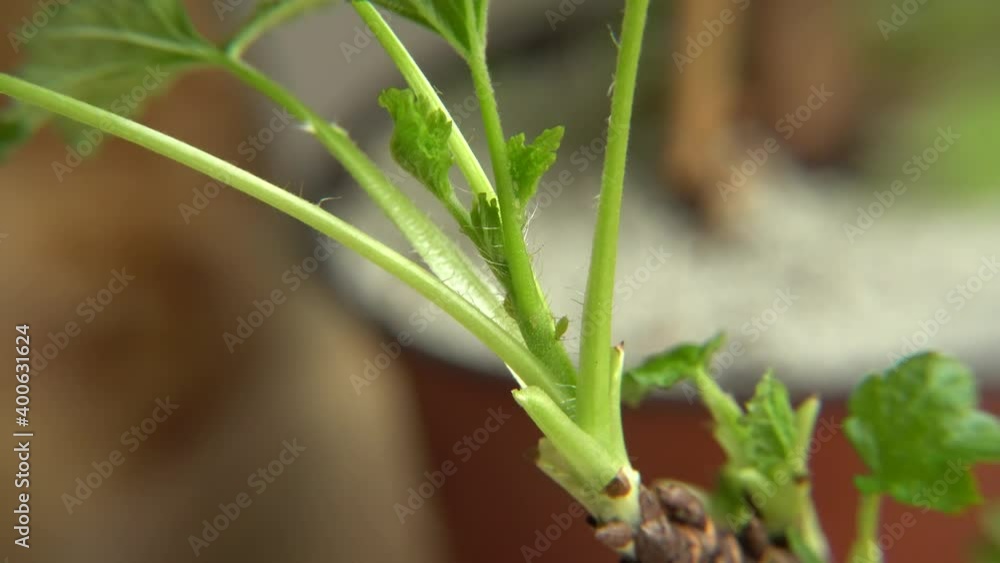 Aphids insect on the plant young sprouts in an extreme close-up scene. The pest threatens berries seedlings and houseplants, and the flower bushes in gardens. Aphids insect on the plant young sprouts in an extreme close-up scene. The pest threatens berries seedlings and houseplants, and the flower bushes in gardens.