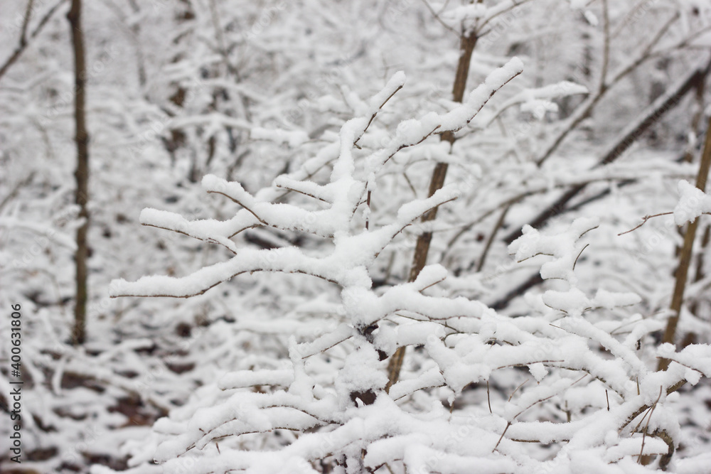 Fresh Coat of Snow on Trees 