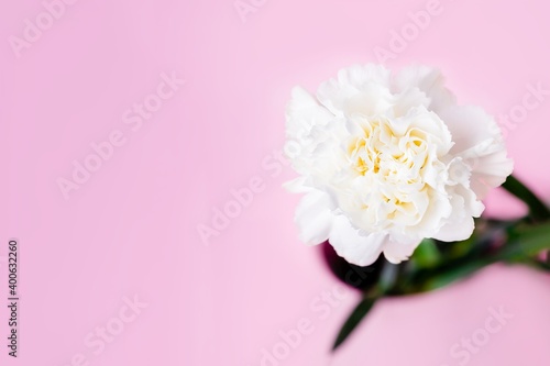 White carnation flower on a pink background  minimalism  copy space