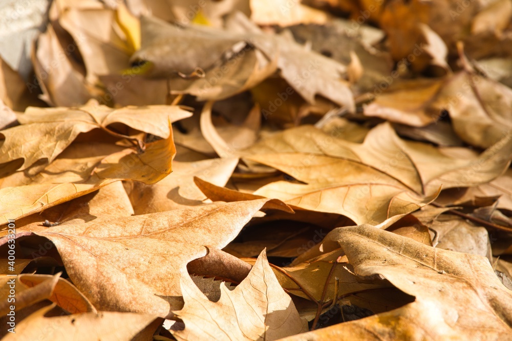 autumn leaves at the forest autumn leaves at the forest