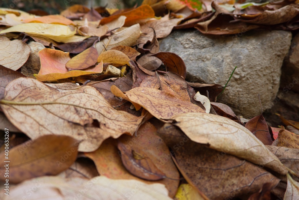 autumn leaves at the forest