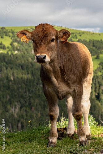 Ternero de carne del Pirineo. photo