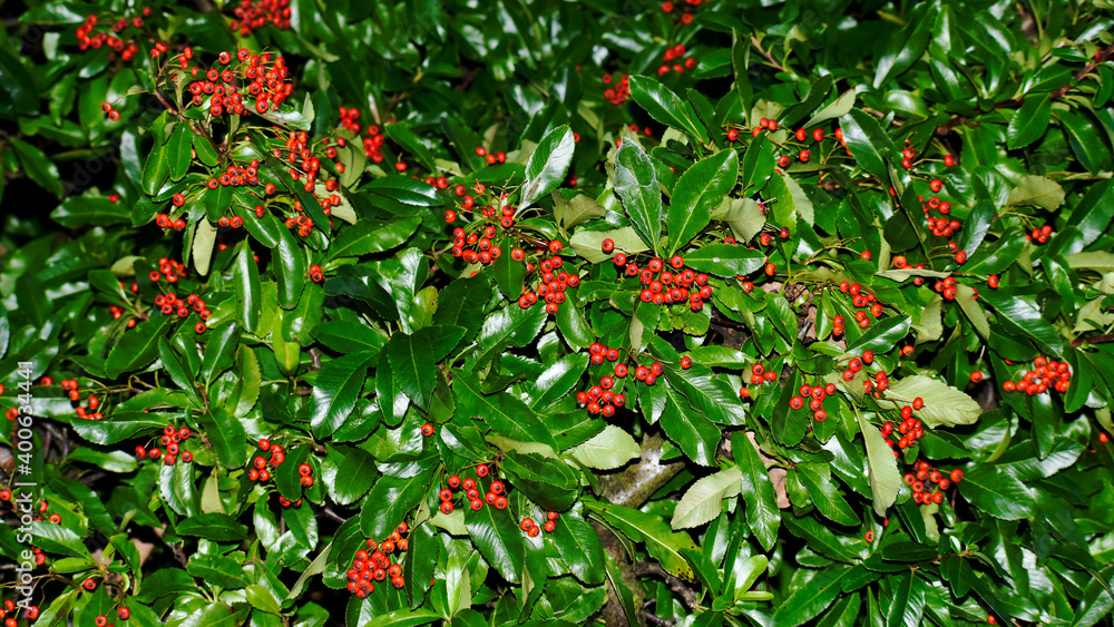 Closeup of scarlet firethorn with ripe berries in winter, England