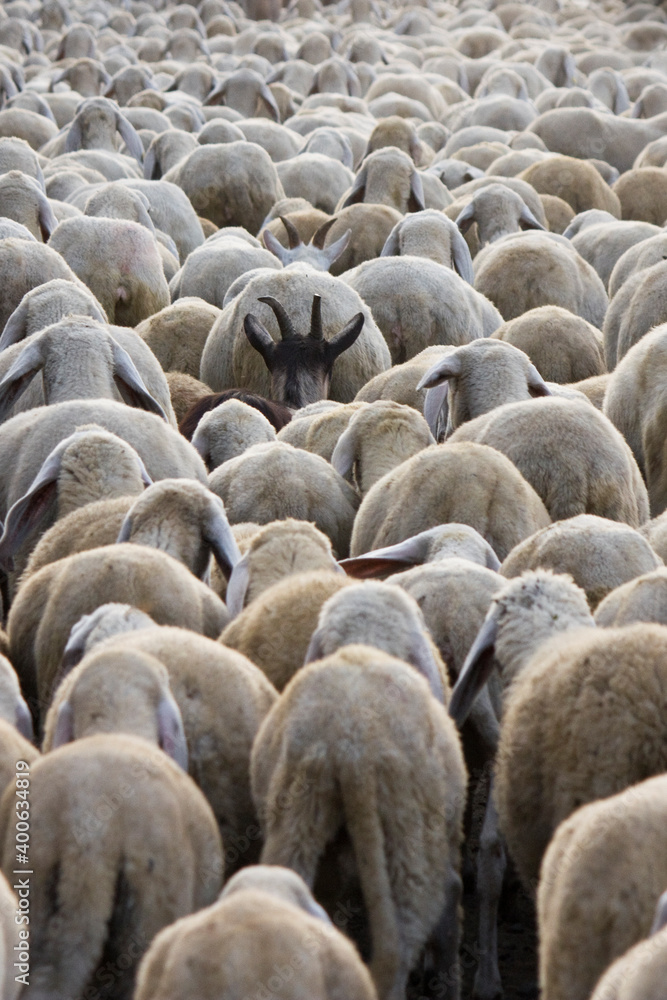 Flock of sheep - Large group of animals marching during the transhumance Flock of sheep - Large group of animals marching during the transhumance