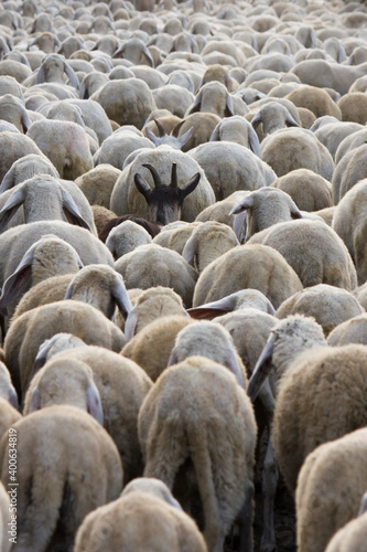 Flock of sheep - Large group of animals marching during the transhumance