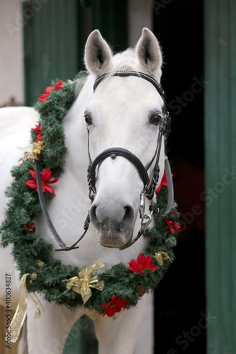 A head of a young grey colored shagya arab at christmas time on black natural background for greeting card, congratulations, invitations photo