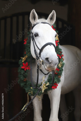 A head of a young grey colored shagya arab at christmas time on black natural background for greeting card, congratulations, invitations photo