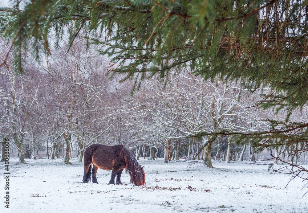 escena de un caballo sobre la nieve en el parque natural de Urkiola escena de un caballo sobre la nieve en el parque natural de Urkiola