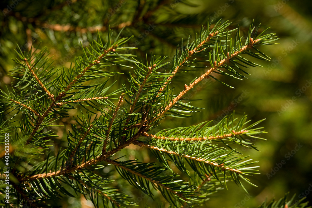 Green pine branches with needles - Outdoor picture of a few conifer small branches Green pine branches with needles - Outdoor picture of a few conifer small branches