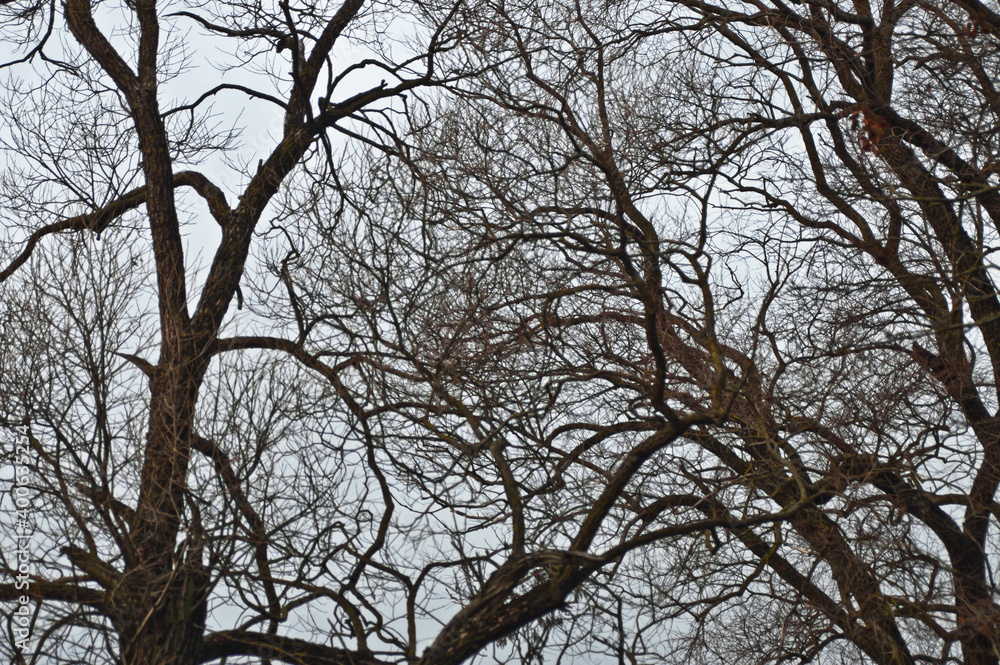 natural background, tree branches against the sky natural background, tree branches against the sky