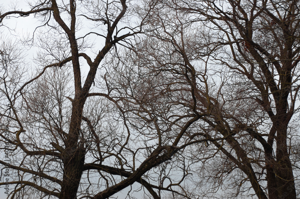 natural background, tree branches against the sky natural background, tree branches against the sky