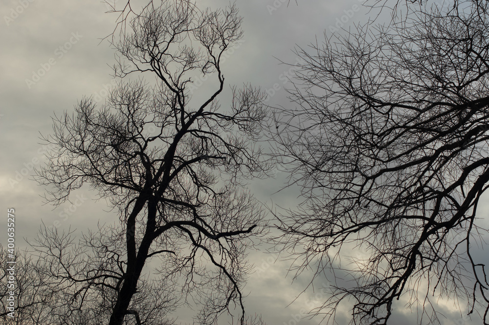 natural background, tree branches against the sky