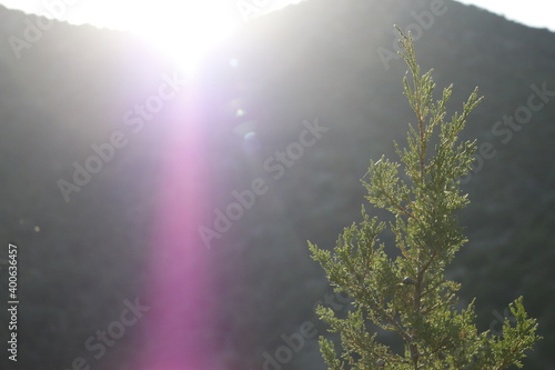 green tree against the background of the mountain from behind which the sun rises