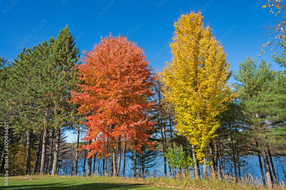 Fototapeta premium Autumn Display in the North Woods
