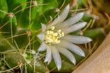 Beautiful blooming wild desert cactus
Bunny ears cactus in a flowerpot
