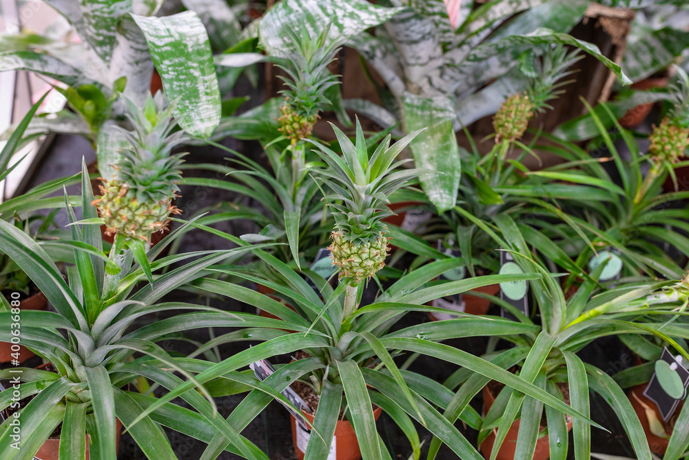 Obraz premium Green ornamental mini pineapple plant in a store. Shopping for exotic trendy pot flowers for home concept. Selective focus copy space