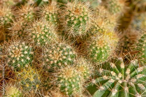 Beautiful blooming wild desert cactus Bunny ears cactus in a flowerpot 