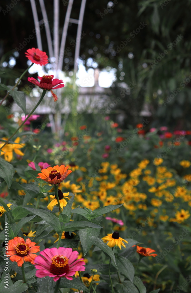 Flowers, birds, primates and dogs. Flowers, birds, primates and dogs.