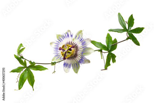 Passiflora passionflower isolated on white background. Big beautiful flower. A branch of creepers. photo