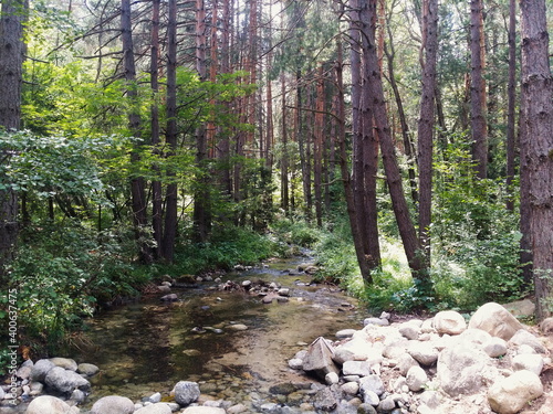 river in the woods