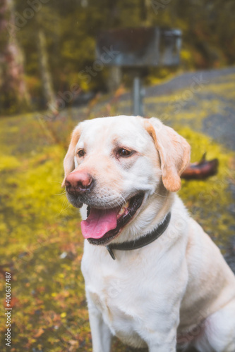 Golden Lab