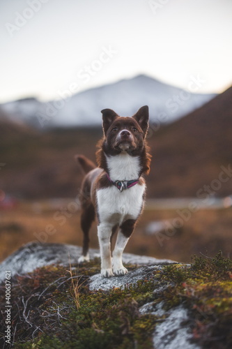 Husky Mutt 