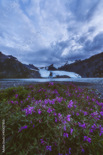 Wildflowers and Glaciers 