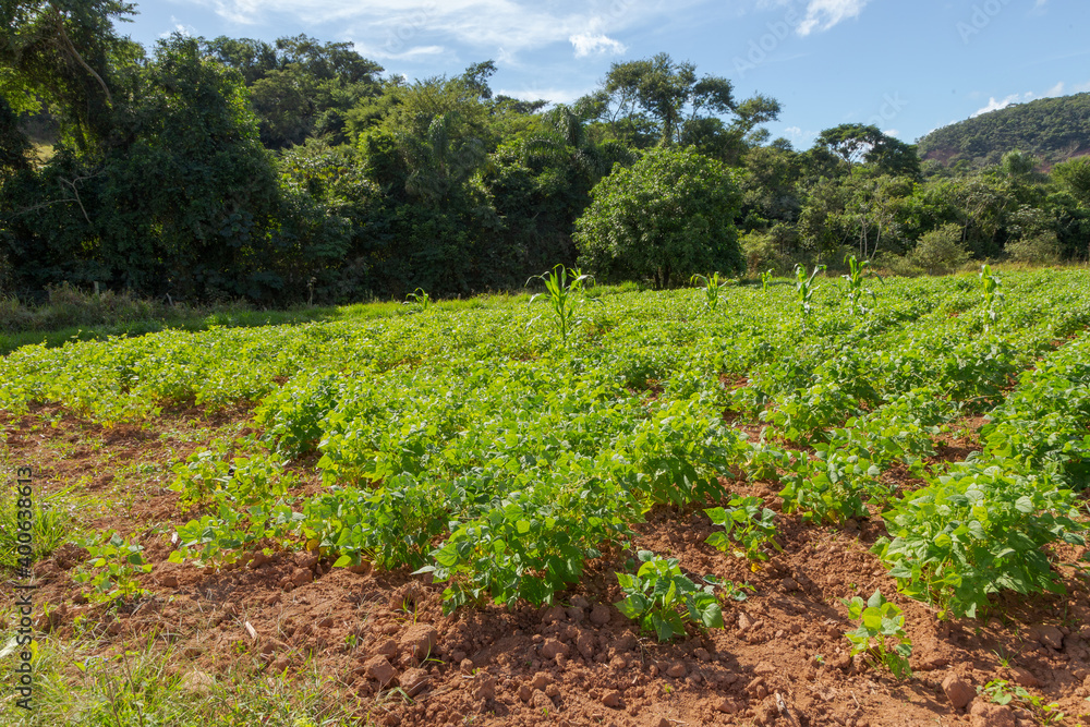 Bean crop in a rural area of Guarani, state of Minas Gerais, Brazil