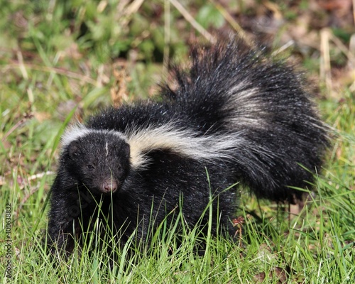 A Juvenile Skunk Foraging in a Pasture in Texas © Charles