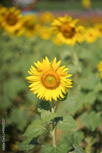 blooming sunflowers in the garden