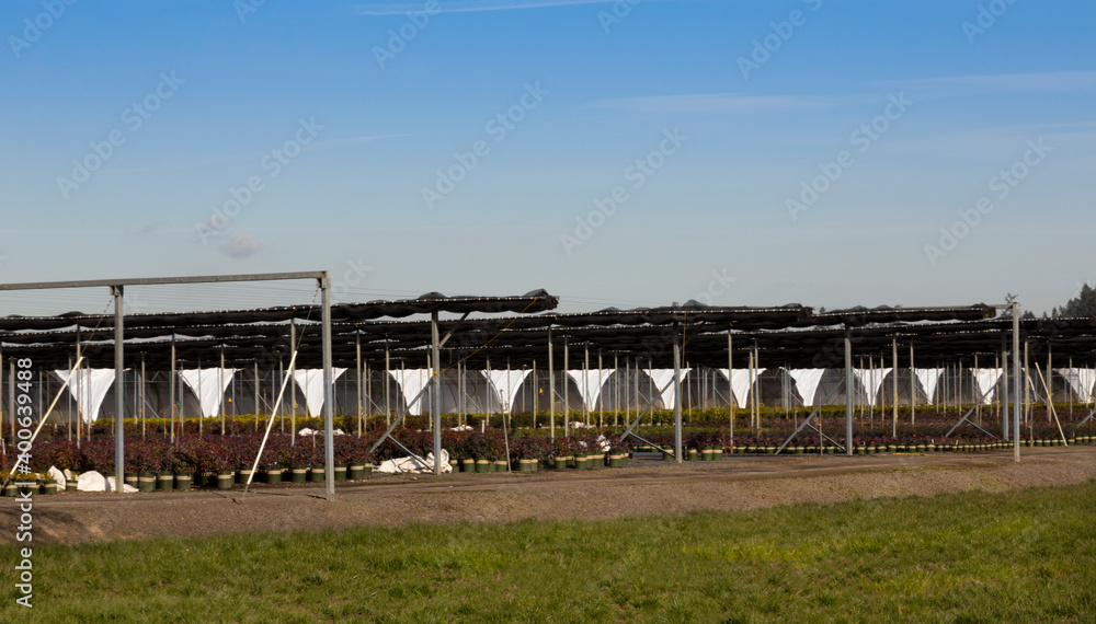 A Distant Angular View of Rows of Commercial Nursery Greenhouses with Container Grown Nursery Plants in Foreground, Under a Vivid Blue Sky with Crisp White Clouds
A Distant Angular View of Rows of Commercial Nursery Greenhouses with Container Grown Nursery Plants in Foreground, Under a Vivid Blue Sky with Crisp White Clouds