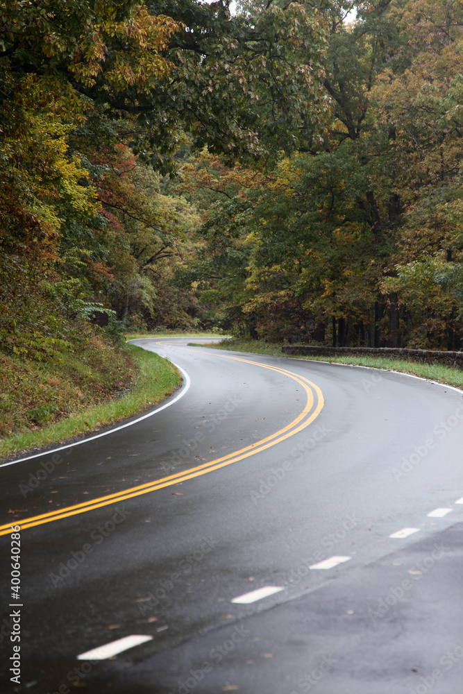 Naklejka premium Road through the woods