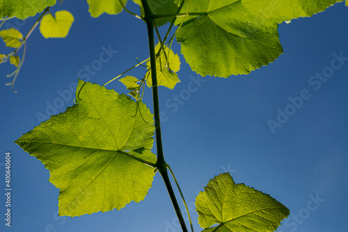 Detail of grape vine leaf in Brazilian backyard photo