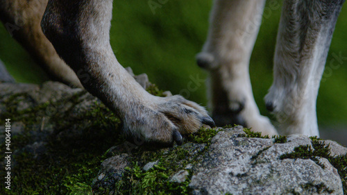 MACRO, DOF: Little aging dog stands on a mossy rock and tries to keep balance. © helivideo