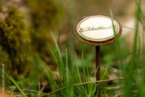 Schnittlauchschild photo
