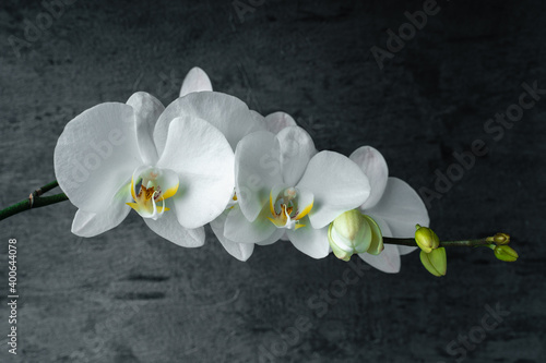 White orchid phalaenopsis close-up on gray background. Tropical flowers. Place for text. Photo for spa salon