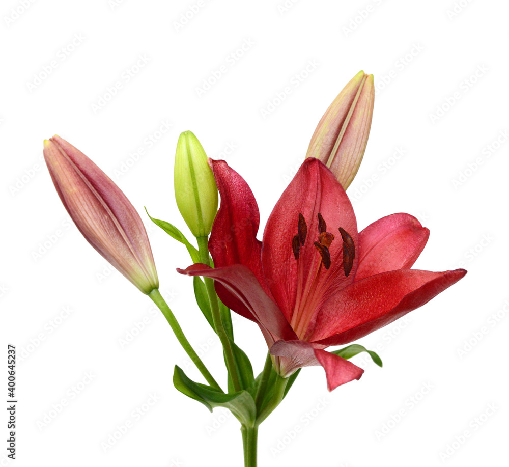 Beautiful Lily flower isolate on white Beautiful Lily flower isolate on white