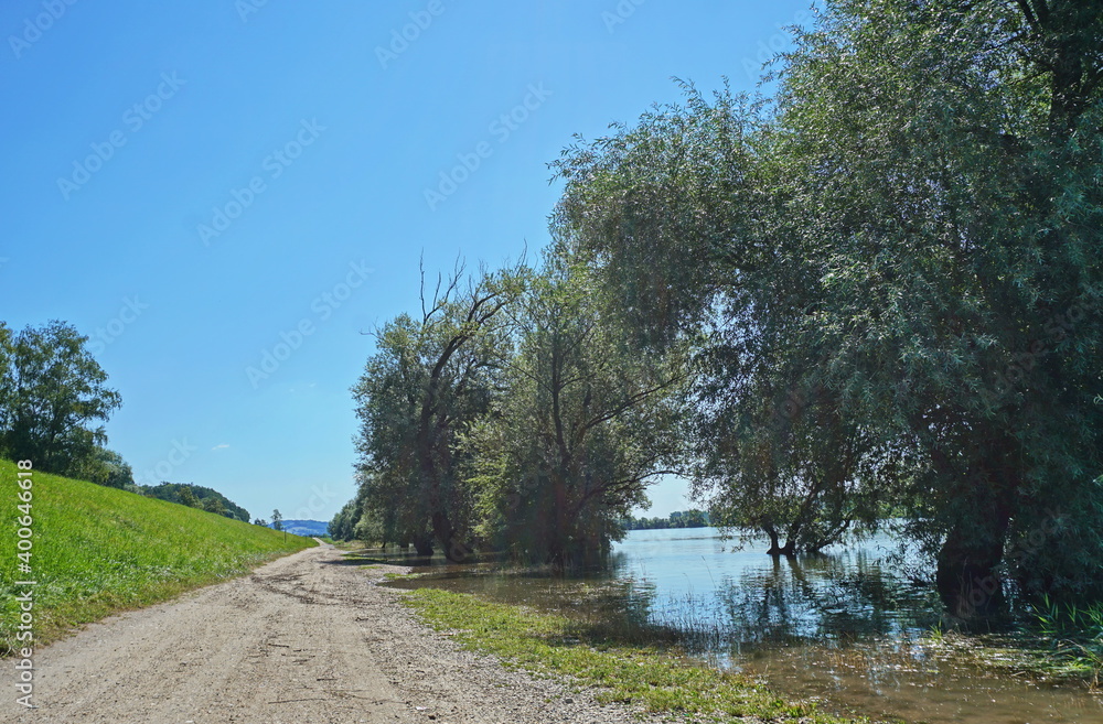 The flooded Danube river overflows its banks and trees are in the water, Germany The flooded Danube river overflows its banks and trees are in the water, Germany
