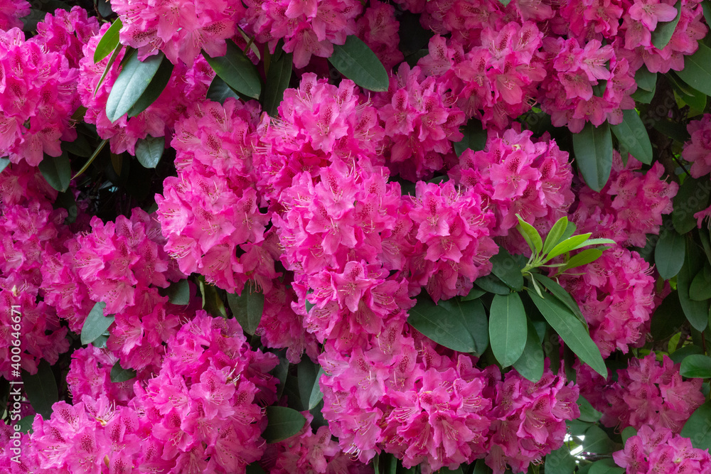 An isolated view of a rhododendron bush bursting with vibrant, bright pink blooms An isolated view of a rhododendron bush bursting with vibrant, bright pink blooms