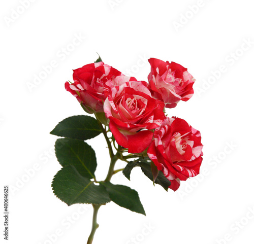 Bunch of rosy roses isolated on white 