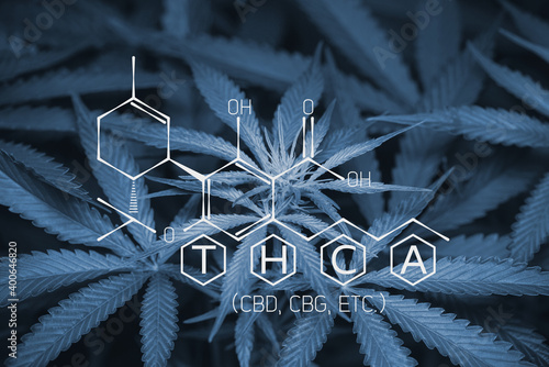 Tetrahydrocannabinolic acid (THCA, 2-COOH-THC) Mainstreaming alternative and complementary medicine, Young cannabis flowering indoor plant photo
