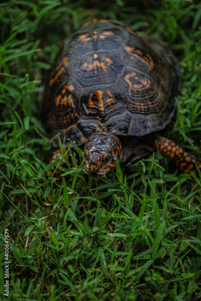 Eastern Box Turtle Strolling in Grass Eastern Box Turtle Strolling in Grass