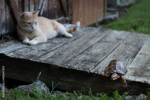 Tabby Cat Observing Eastern Box Turtle Slowly Walking Away