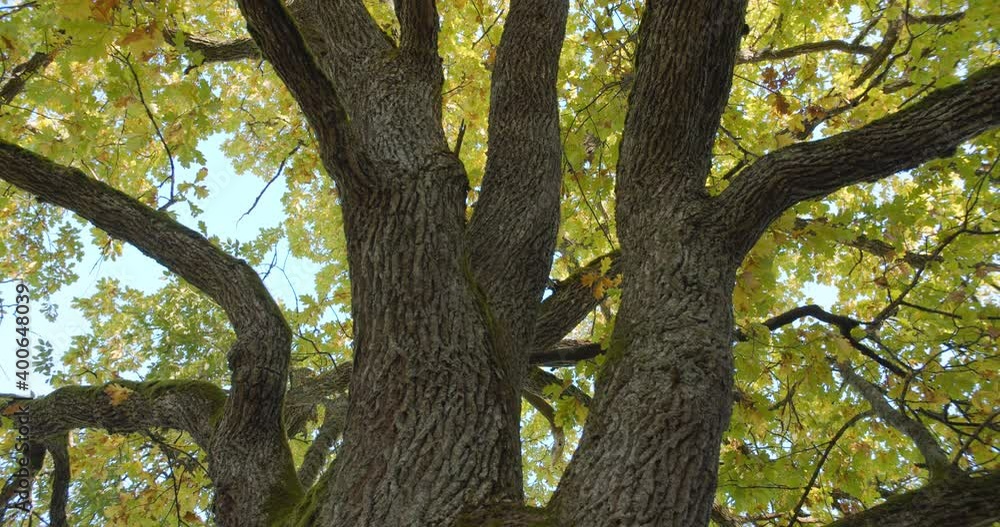 Old oak tree strong trunk and colorful leaves against blue sky low angle view Old oak tree strong trunk and colorful leaves against blue sky low angle view