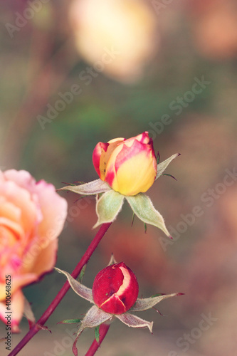 red rose bud on wooden background