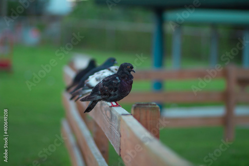 Palomas en fila