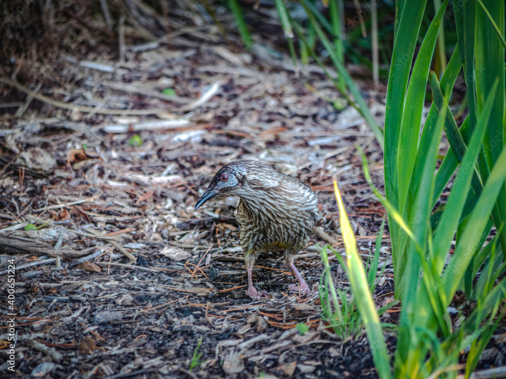 Obraz premium Curious Wattlebird