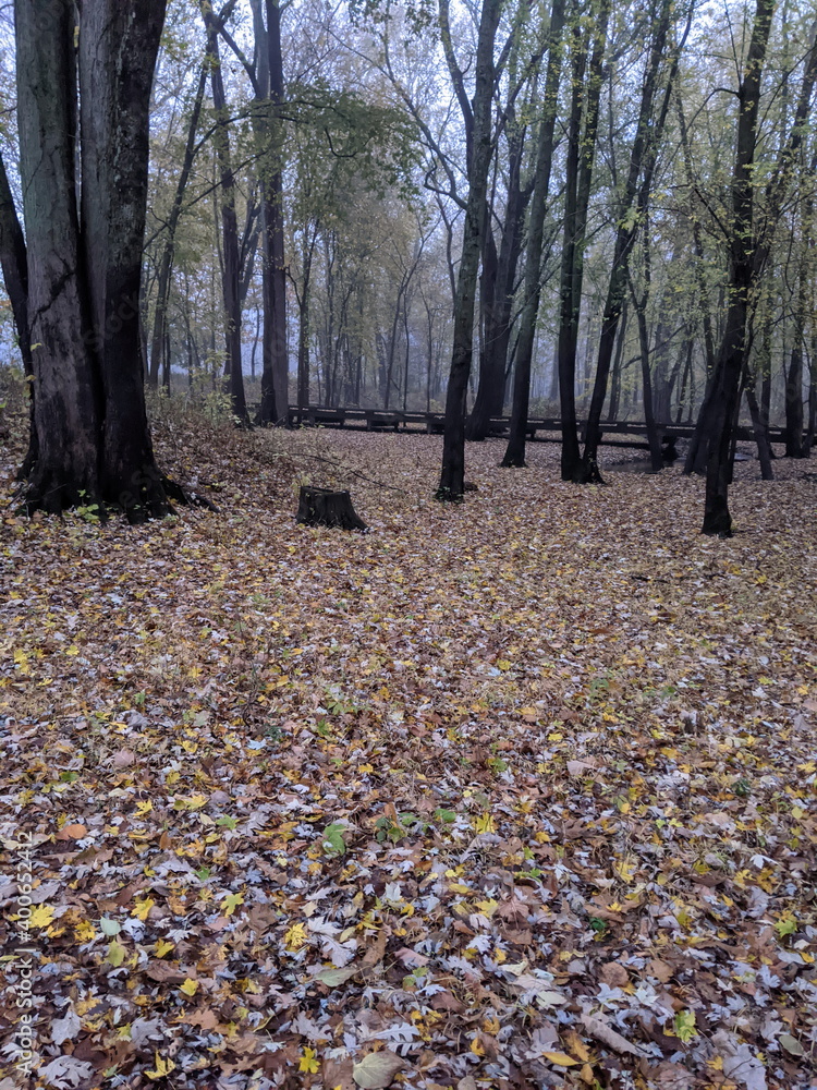 Trees in Autumn or fall seaon Trees in Autumn or fall seaon