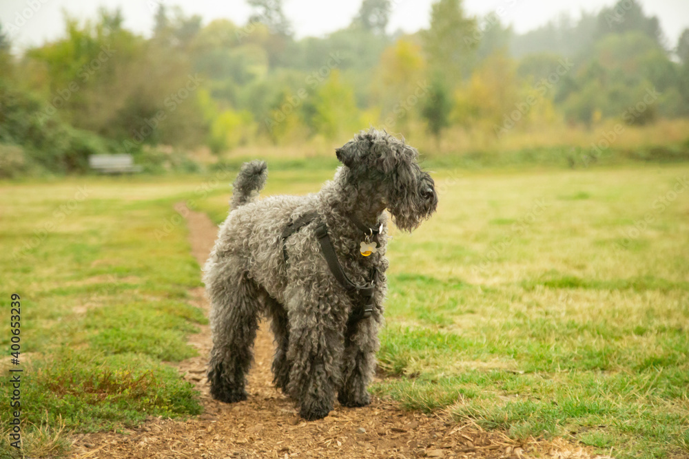 An isolated 3/4  side view of a Kerry Blue Terrier standing looking away in a grassy field with trees in background on a foggy day